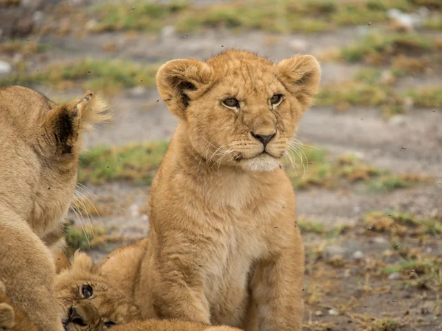 Upgraded Tanzania Safari