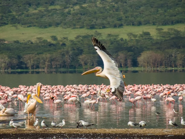 Upgraded Kenya Safari