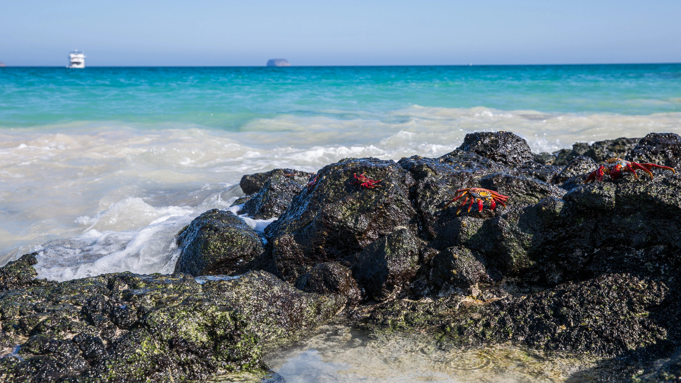Galápagos — South & East Islands aboard the Monserrat