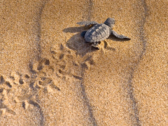 Turtles and Tortuguero Independent Adventure