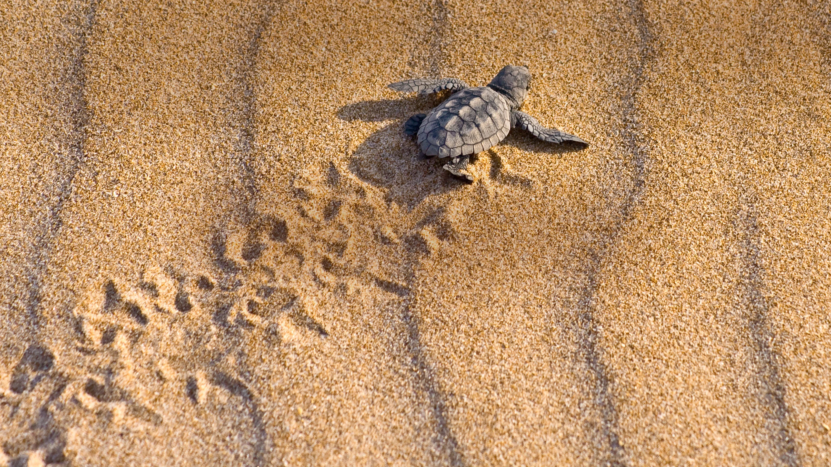 Turtles and Tortuguero Independent Adventure