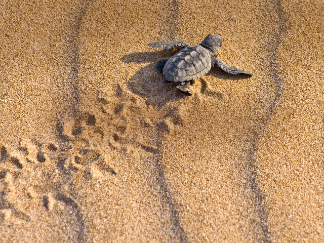 Turtles and Tortuguero Independent Adventure