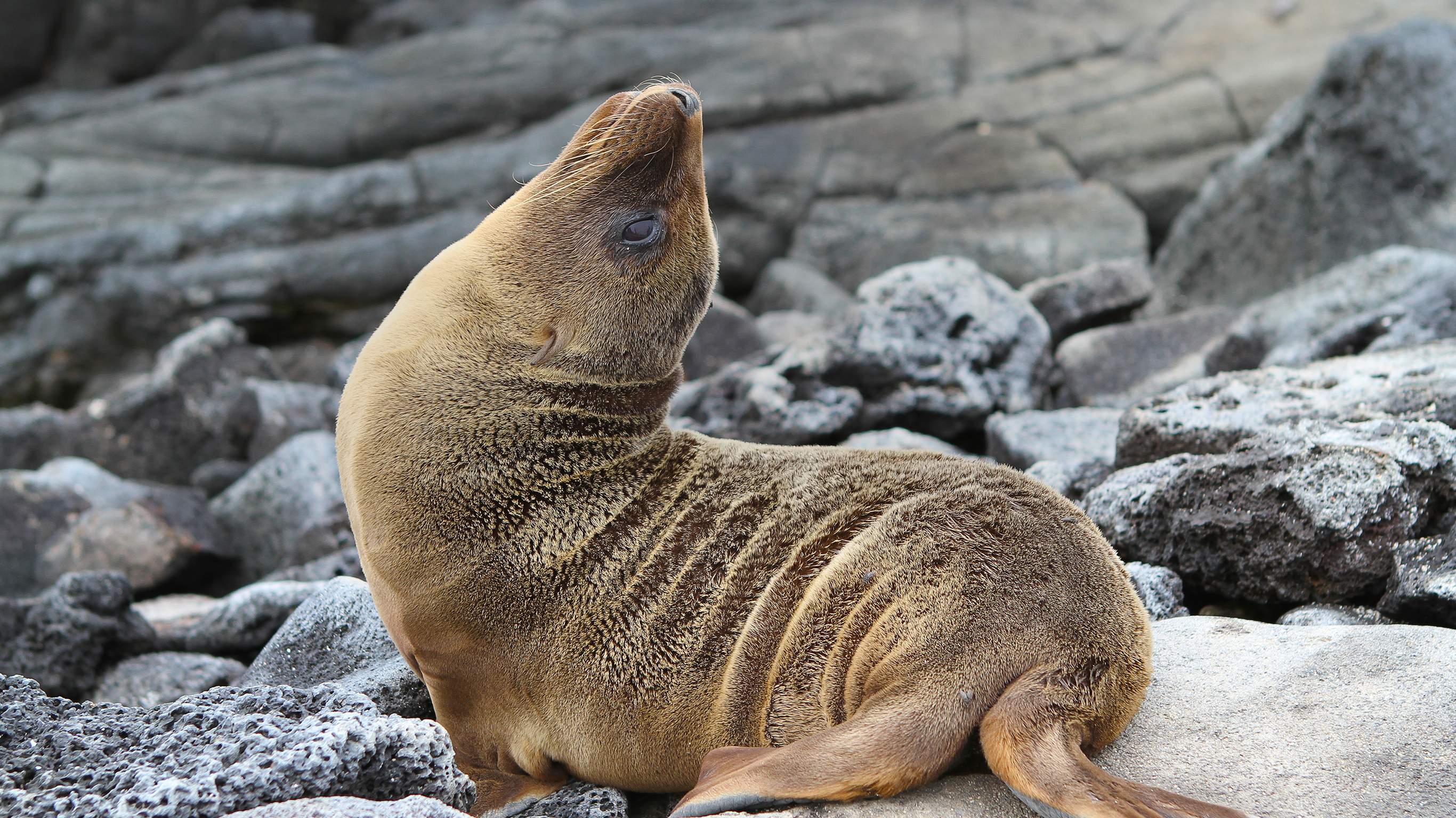 Galápagos — South & East Islands aboard the Monserrat