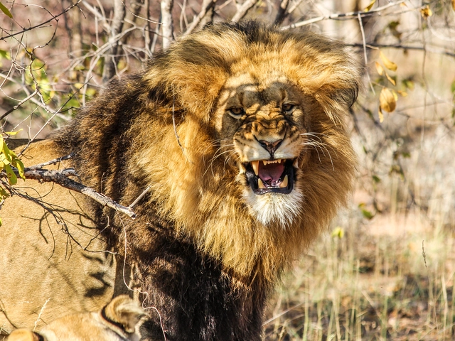 Kruger, Falls & Zimbabwe: Mineral Pools & National Parks