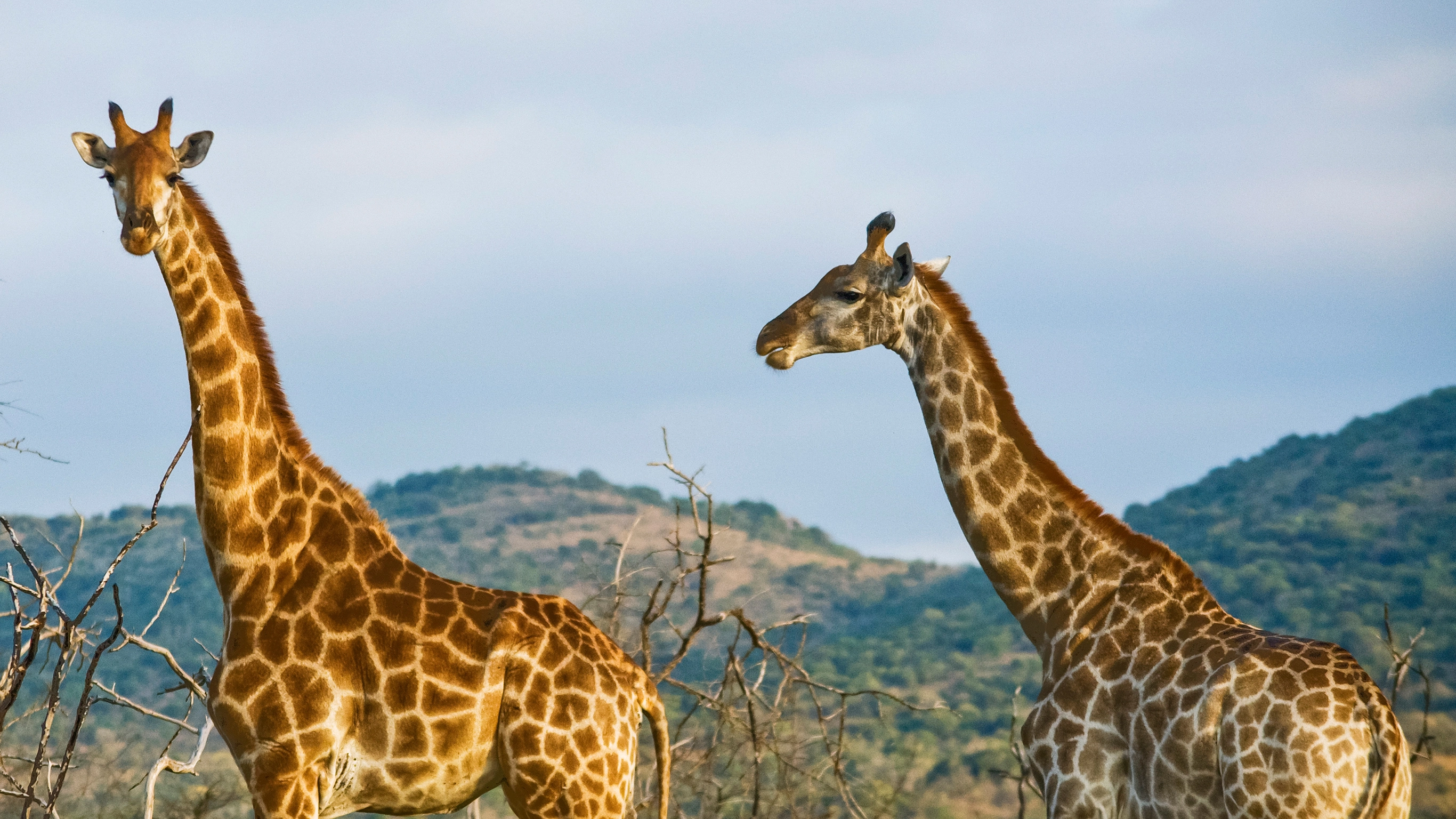 Kenya Overland: Rhinos & National Reserves