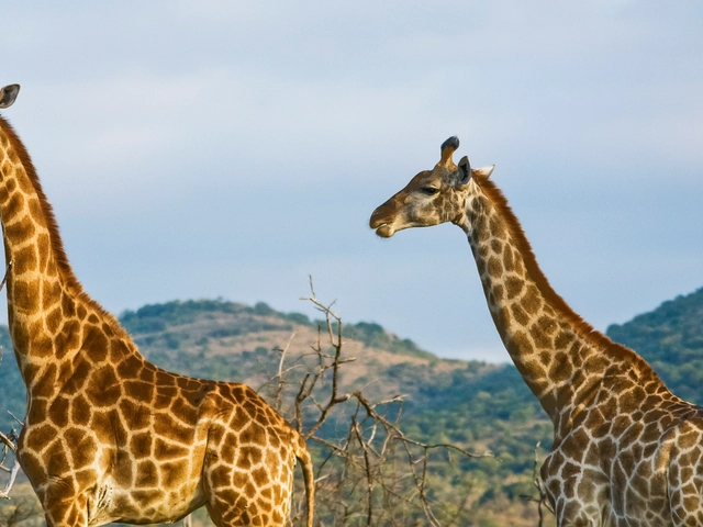 Kenya Overland: Rhinos & National Reserves