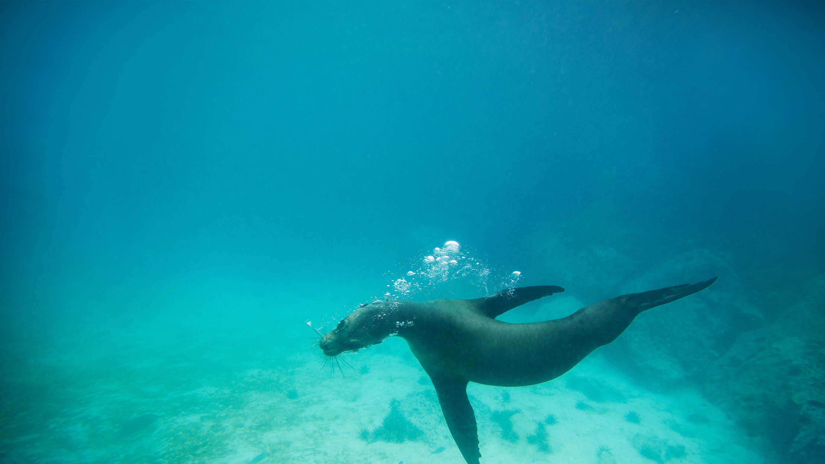 Galápagos Land & Sea — Central & South Islands aboard the Yolita