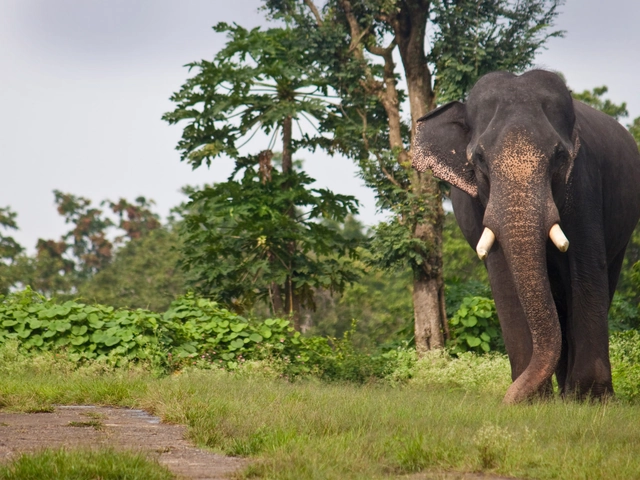 Tigers, Temples & Wildlife Adventure