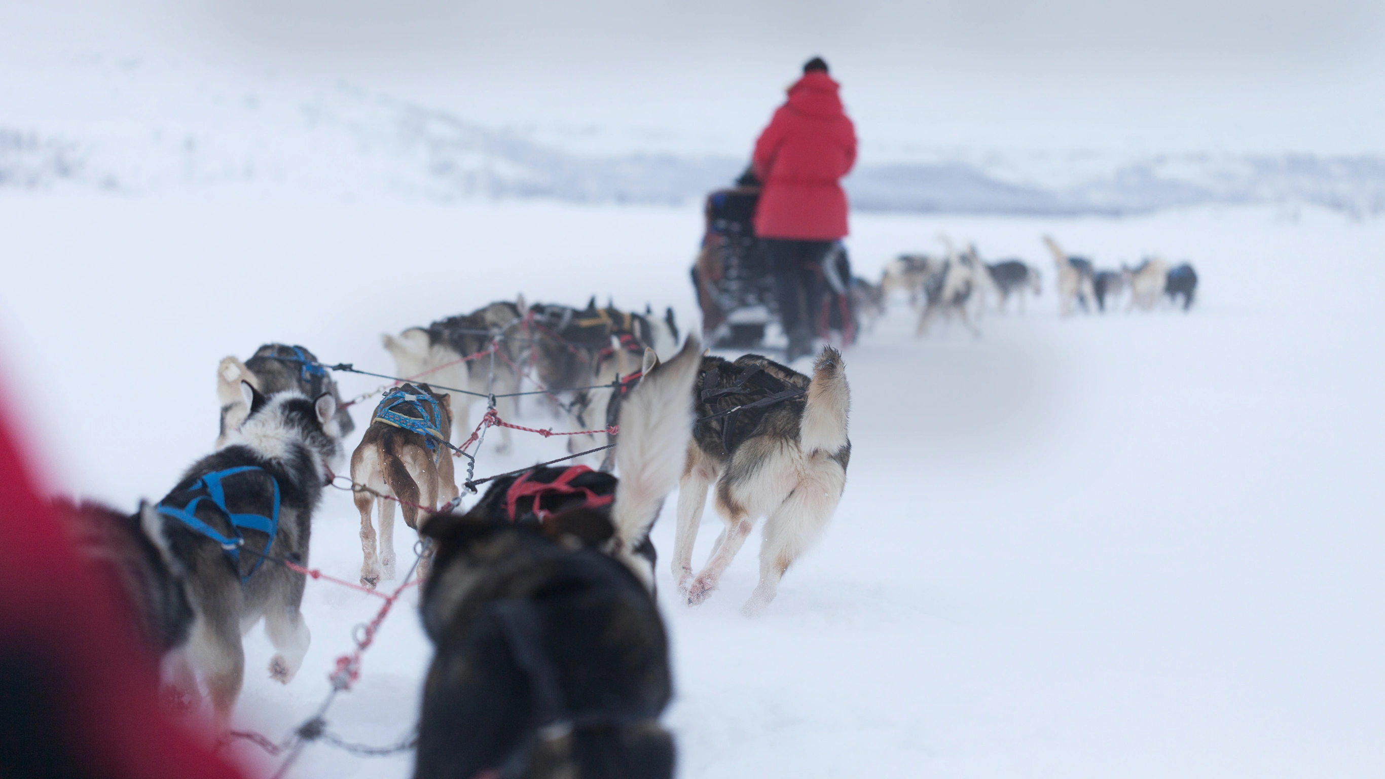 Lapland Active Adventure