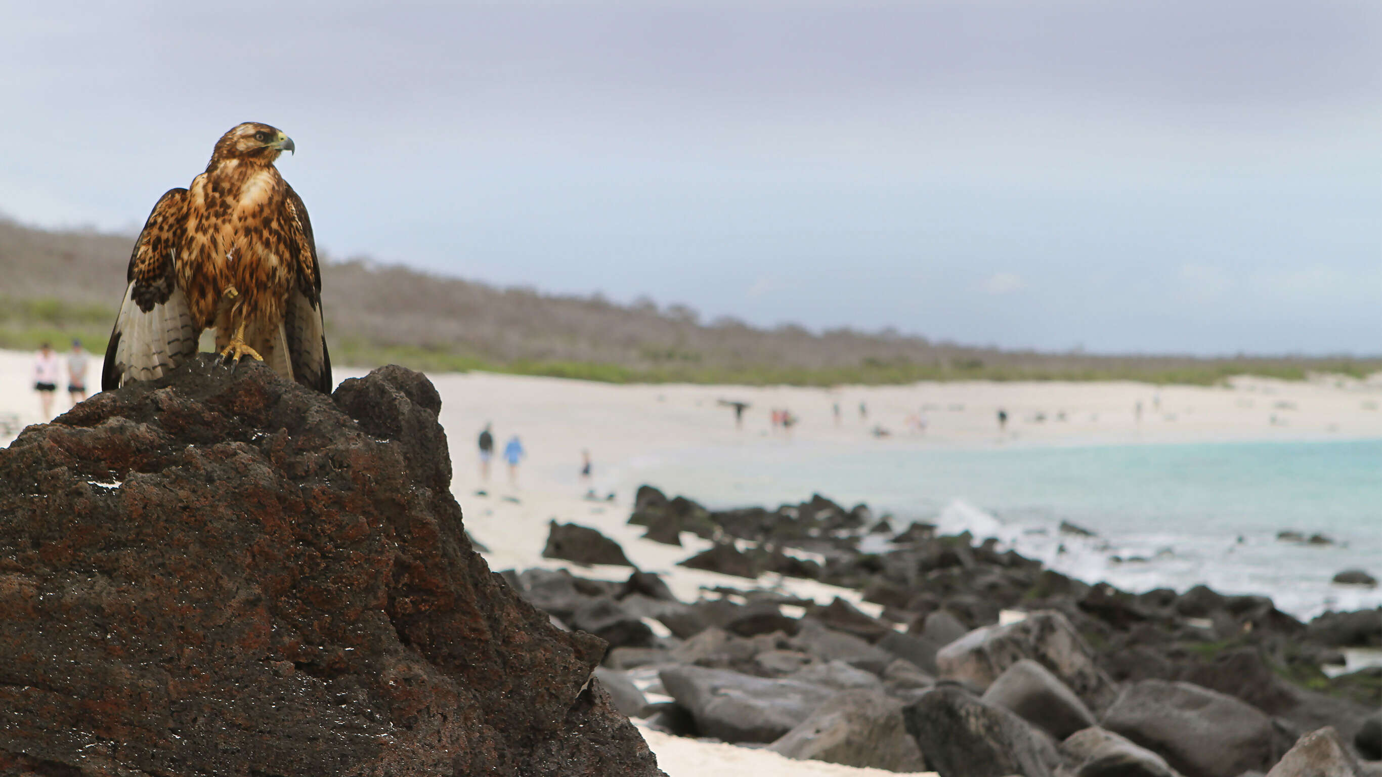 Land Galápagos in Style Extension
