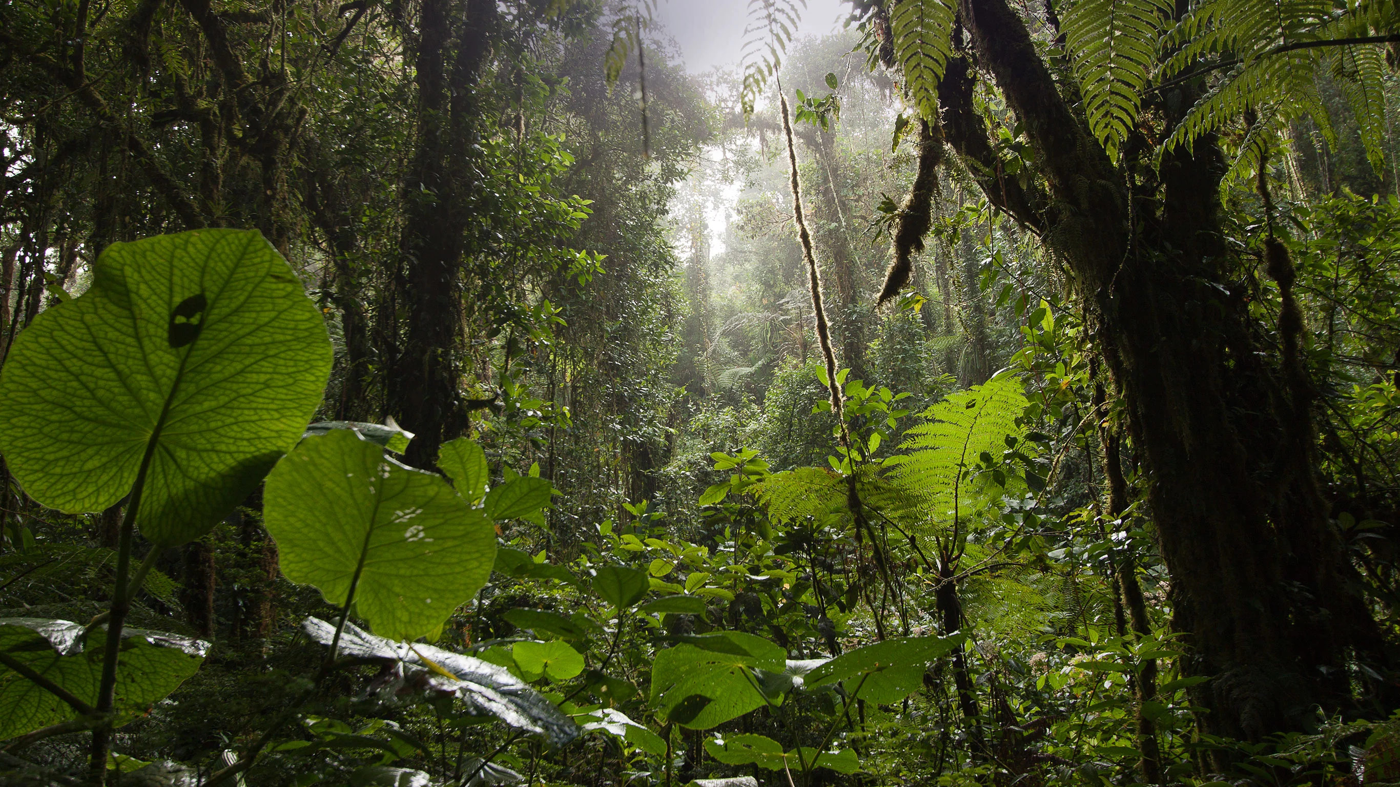 Natural Highlights of Costa Rica