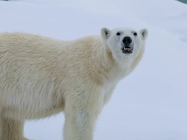Best of the Western Arctic: Canada and Greenland from Toronto