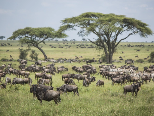 Serengeti Migration Safari