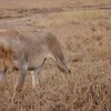 Serengeti to Victoria Falls Overland: Night Stars & Spices