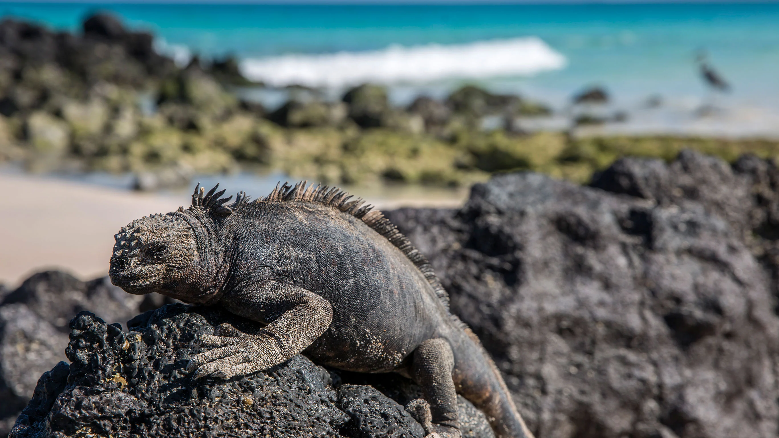 Galapagos - West and Central Islands aboard the Integrity