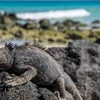 Galapagos - West and Central Islands aboard the Integrity