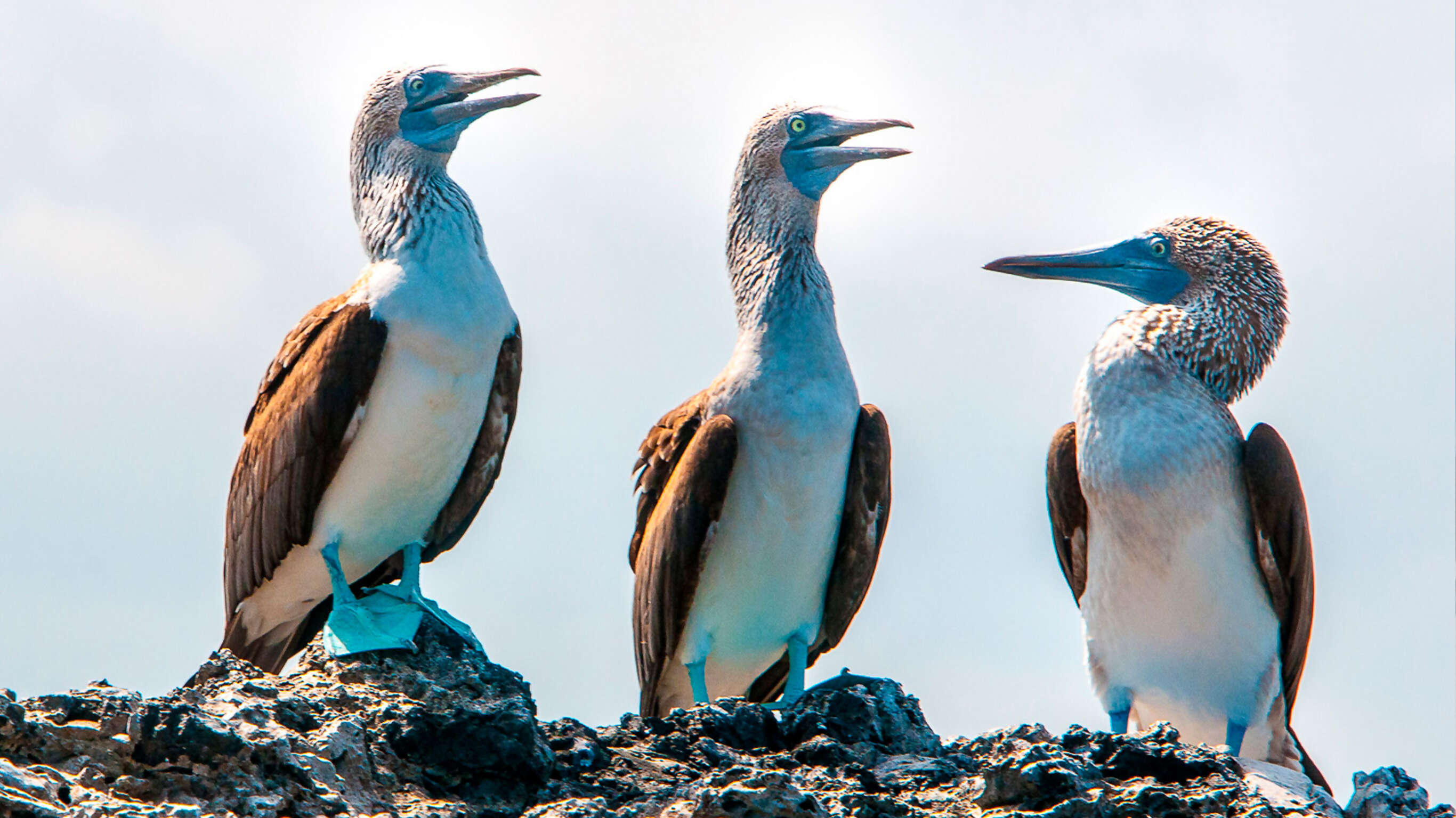 Galapagos - West and Central Islands aboard the Integrity (Cruise Only)