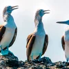 Galapagos - West and Central Islands aboard the Integrity (Cruise Only)