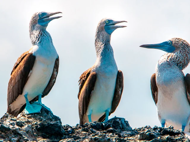 Galapagos - West and Central Islands aboard the Integrity (Cruise Only)