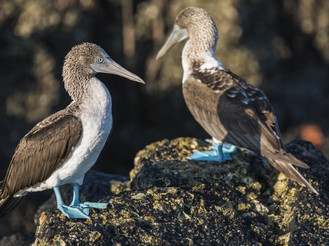 Galápagos — West, Central and East Islands aboard the Monserrat