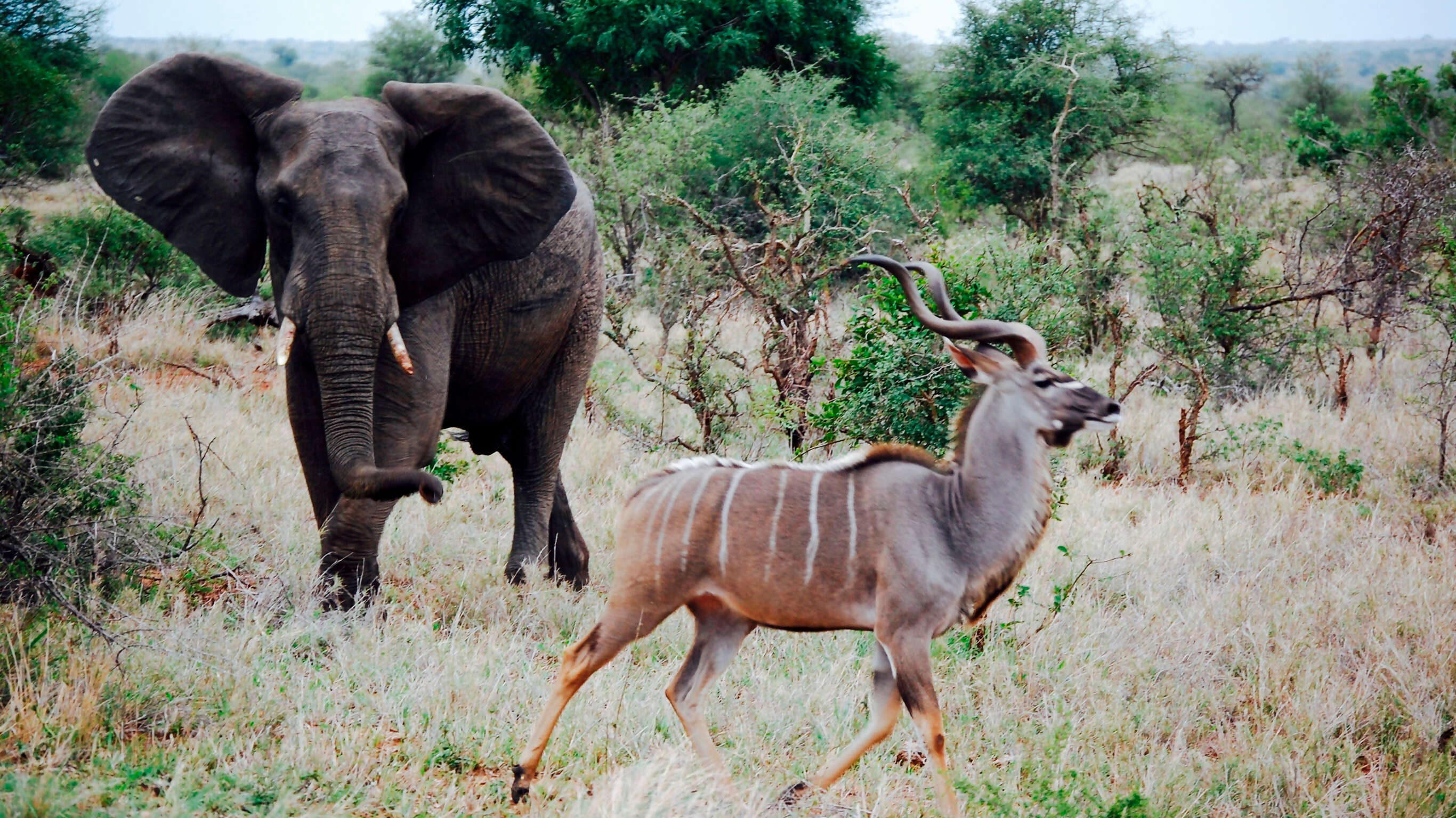 Kruger & Victoria Falls Upgraded Adventure
