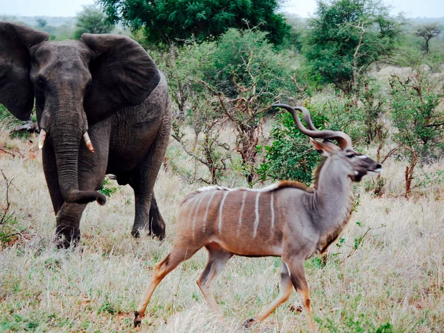 Kruger & Victoria Falls Upgraded Adventure