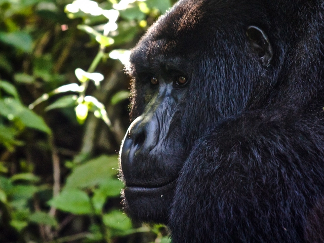 Uganda to Rwanda: Gorilla Treks & Safari Drives