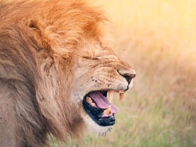 Kenya & Tanzania Camping Safari