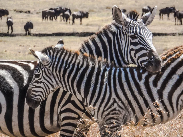 Kenya Camping Safari
