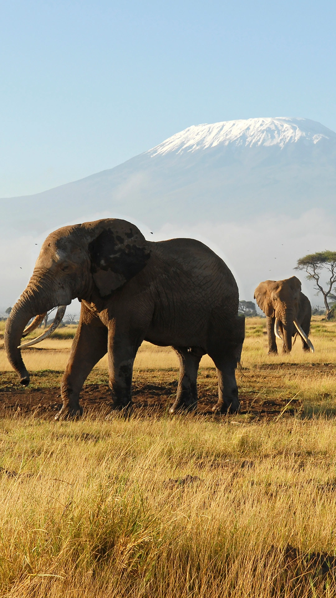 Mt Kilimanjaro Trek - Lemosho Route