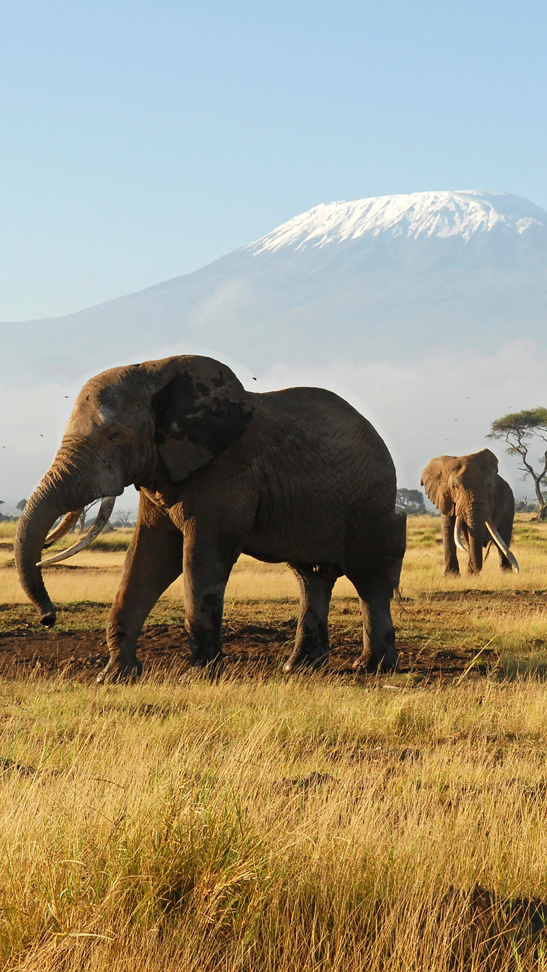 Mt Kilimanjaro Trek - Marangu Route