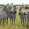 Southern Africa Encompassed: Bush Camps & Wildlife Spotting