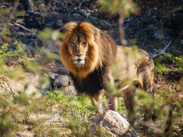 Cape Town, Kruger & Zimbabwe