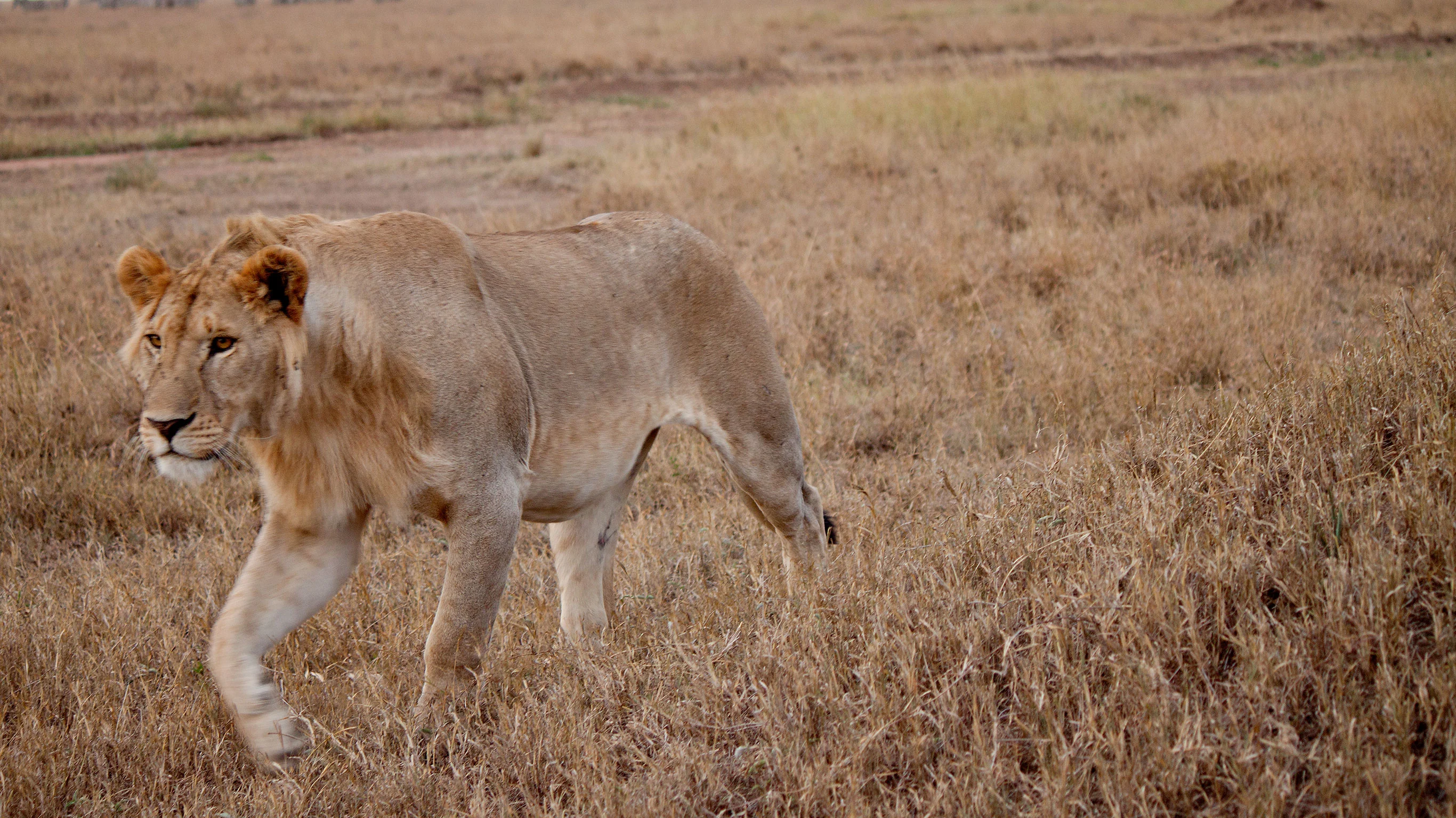 Serengeti to Victoria Falls Overland: Night Stars & Spices