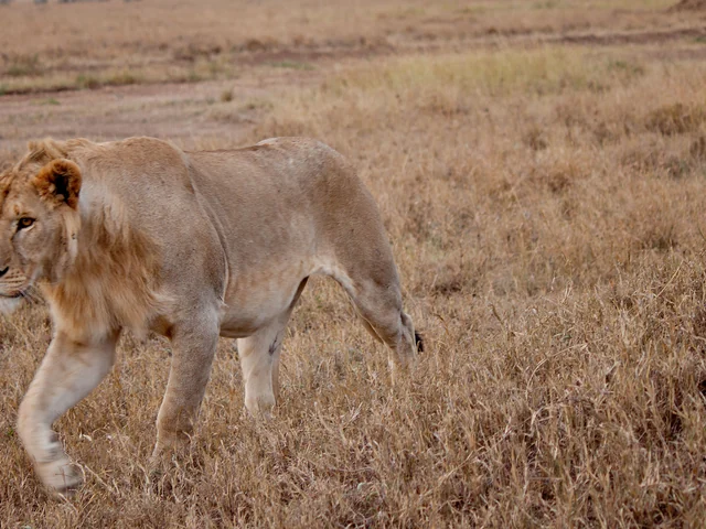 Serengeti to Victoria Falls Overland: Night Stars & Spices