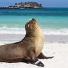 Galápagos — North, West & Central Islands aboard the Yolita