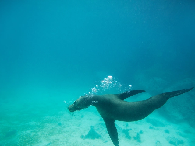 Galápagos Land & Sea — Central & South Islands aboard the Yolita