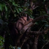 Borneo – East Sabah Adventure