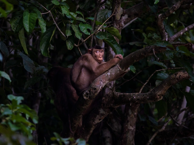 Borneo – East Sabah Adventure