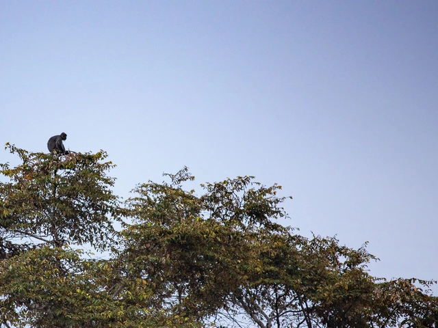 Highlights of Sabah & Mt Kinabalu