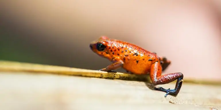 Tortuguero National Park Tour – 4-Day Independent Adventure