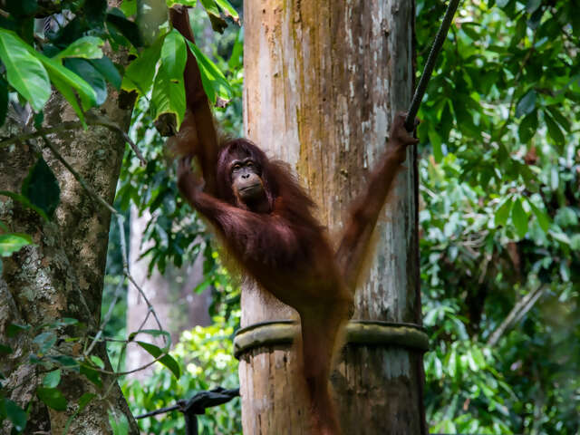 Best of Borneo