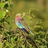 Botswana & Zimbabwe Safari