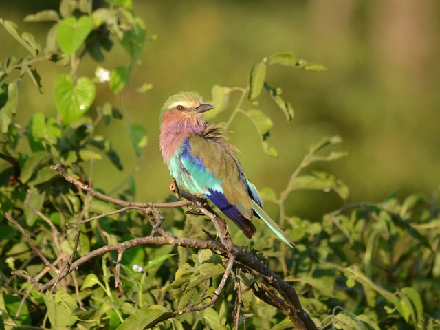 Botswana & Zimbabwe Safari