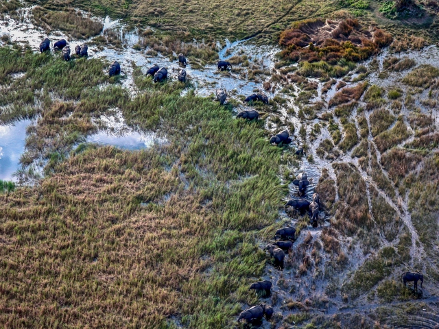 Southern Africa Safari Experience