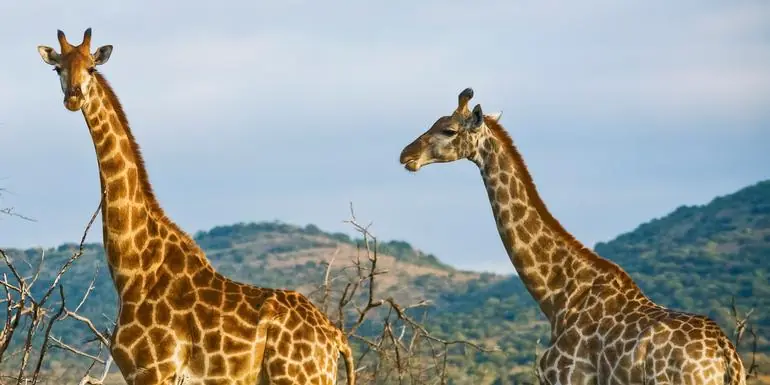 Kenya Overland: Safari Drives & National Reserves