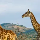 e057a6e89e0553ba61d5d82c0aae5483.jpg