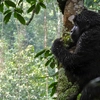Kenya & Uganda Gorilla Overland: Forests & Wildlife Spotting