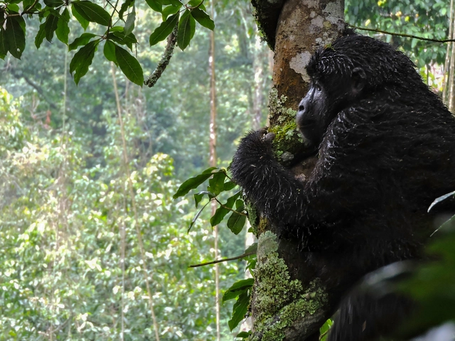 Kenya & Uganda Gorilla Overland: Forests & Wildlife Spotting