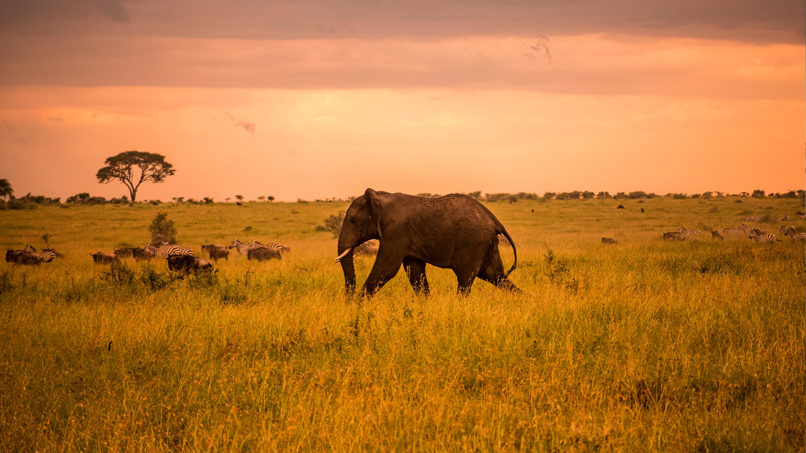 Serengeti Safari & Zanzibar